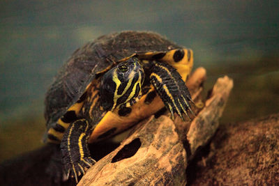 Close-up of lizard