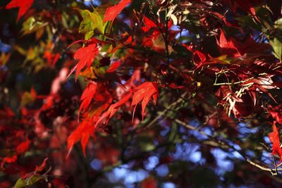 Close-up of maple leaves on tree during autumn