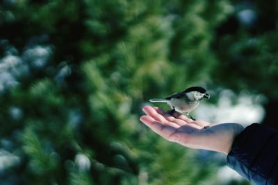 Close-up of hand holding bird against blurred trees