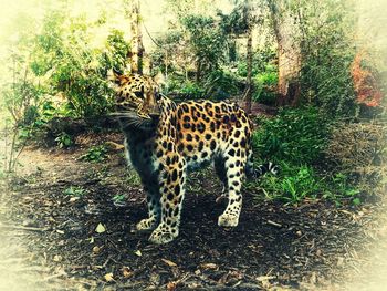 Cat walking in a forest