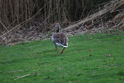 Bird on a field