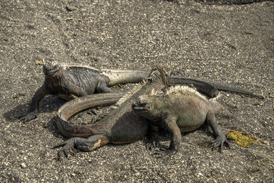 High angle view of crab on sand