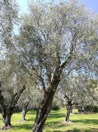 Tree in grass