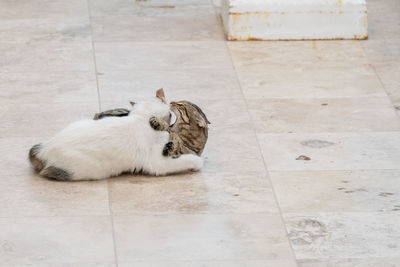 High angle view of a cat on floor