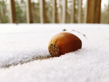 Close-up of snail on snow