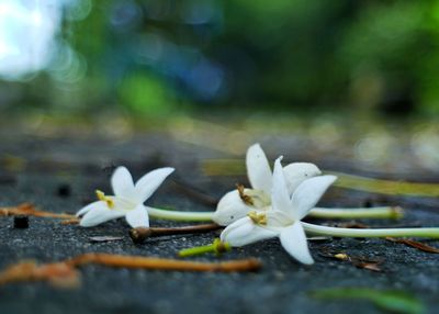 Close-up of white flower on field