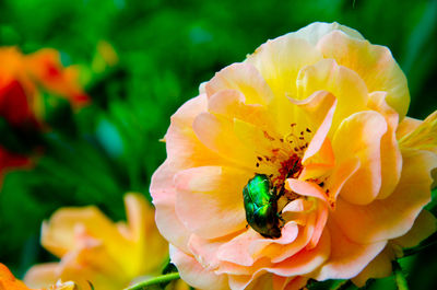 Close-up of green insect on yellow rose