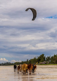 Horses on a field