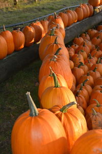 Full frame shot of pumpkins