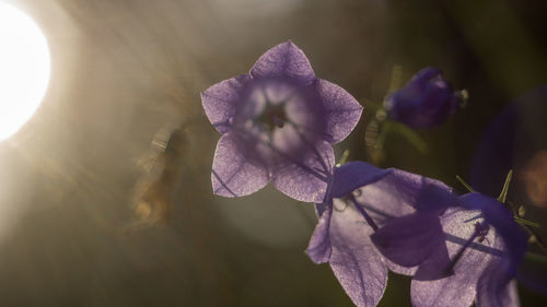 Close-up of purple flowering plant