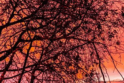 Low angle view of silhouette trees against sky during sunset