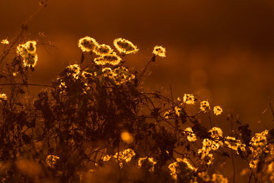 Shenandoah national park at sunset