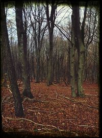 Trees in forest