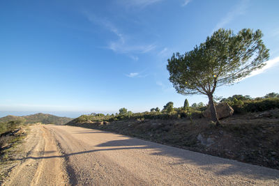 Road amidst trees against sky