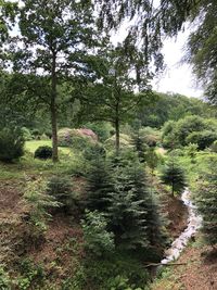 Trees growing in forest against sky