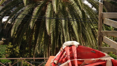 Man on palm tree