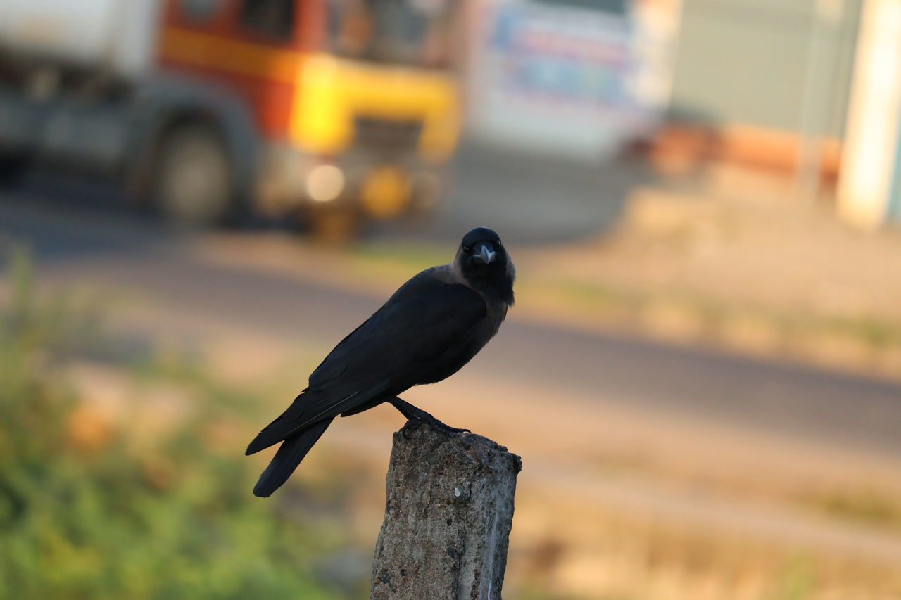 BIRD PERCHING ON WOODEN POST