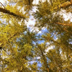 Low angle view of trees against sky