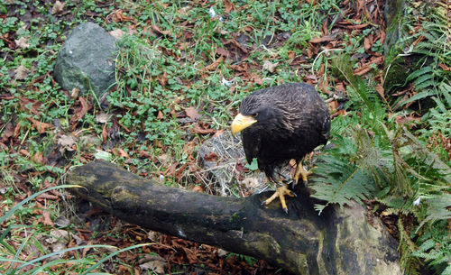 Stellers sea eagle perching on log