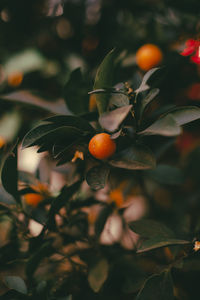 Close-up of fruit growing on tree