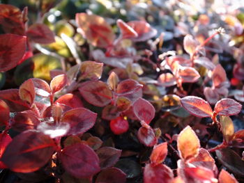 Close-up of red leaves on plant