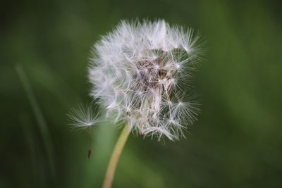 Close-up of dandelion on plant