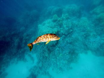 Fish swimming in sea