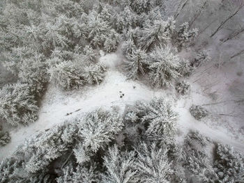 High angle view of snow covered plants in forest