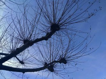 Low angle view of bare tree against sky