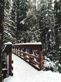 Snow covered trees