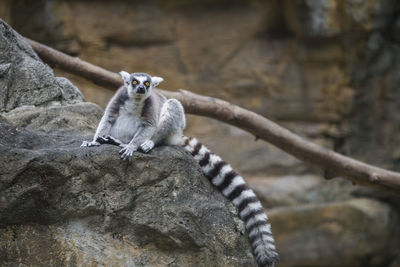 Close-up of lemur on rock