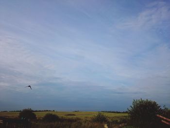 Birds flying over trees against sky