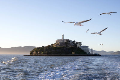 Seagulls flying over sea against clear sky