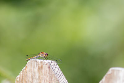 Close-up of insect perching on wood