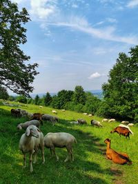 Sheep in a field