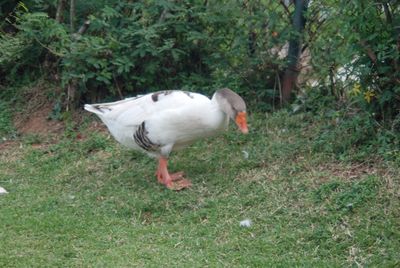 Bird on field