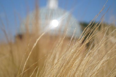 Close-up of plants growing on field