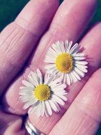 Close-up of hand holding yellow flower