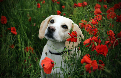 Portrait of dog with red flowers