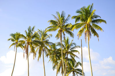 Low angle view of palm tree against clear sky