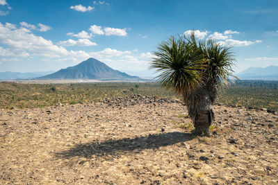 Cantona, puebla, mexico - a mesoamerican archaeoligical site with only few visitors