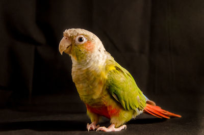 Portrait of a red, green and yellow conure with black background