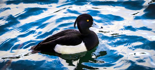 Close-up of duck swimming on lake