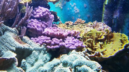 Close-up of fish swimming in sea