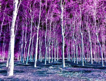 Trees in forest