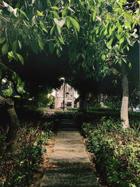 Footpath amidst plants in a garden