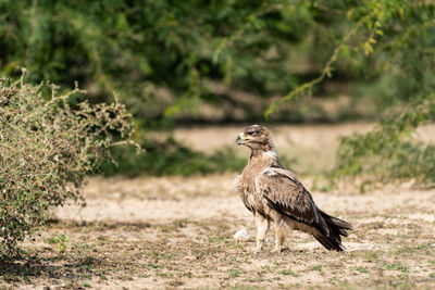 Bird perching on a field