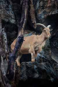 Low angle view of mountain goat on rock formation