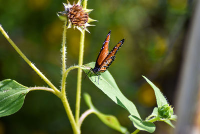 Close-up of butterfly pollinating flower