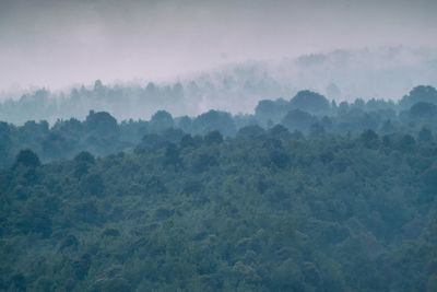 Trees in forest against sky